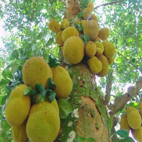 Yaka Jackfruit tree seeds (Artocarpus heterophyllus) - 10 pieces pack