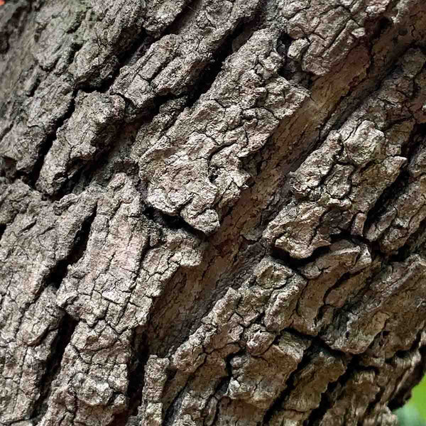 White Oak Seeds (Quercus Deserticola) - 1 pound