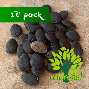 Scourer Seeds (Luffa cylindrica) - Pack of 50