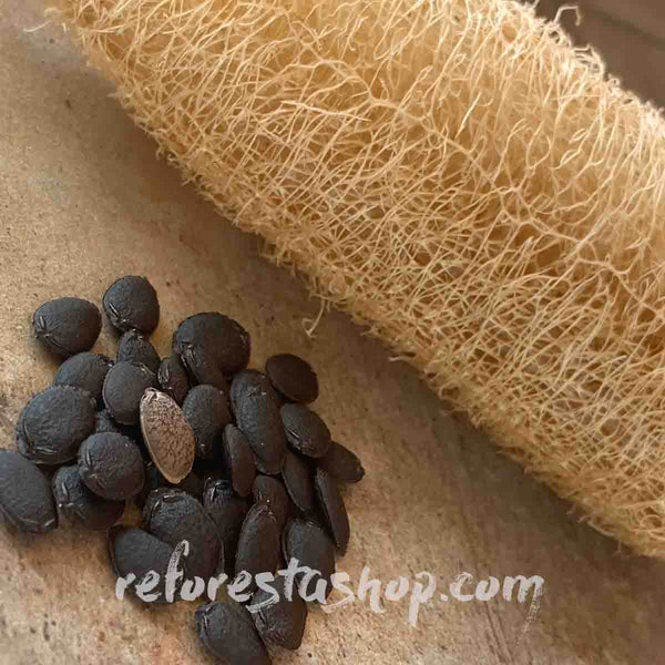 Loofah seeds or Luffa aegyptiaca