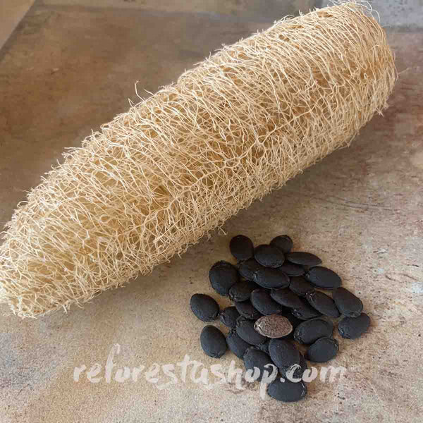 Loofah seeds or Luffa aegyptiaca
