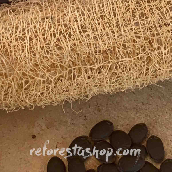 Loofah seeds or Luffa aegyptiaca