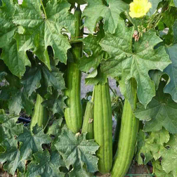 Loofah seeds or Luffa aegyptiaca