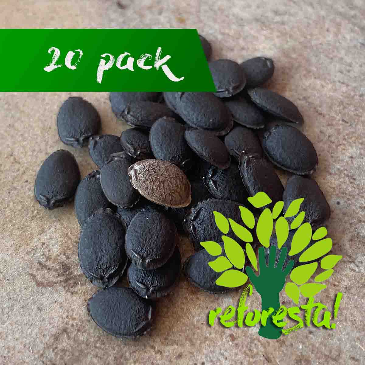 Loofah seeds or Luffa aegyptiaca
