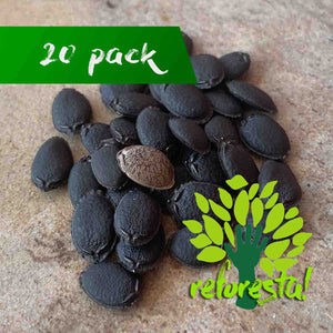 Loofah seeds or Luffa aegyptiaca