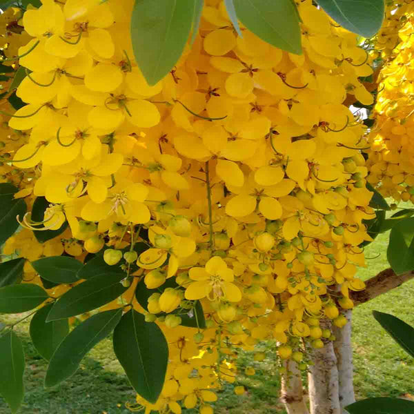 Semillas de árbol lluvia de oro (Cassia fistula) - 20 pack