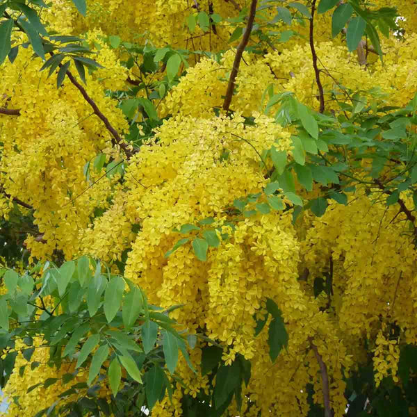 Golden shower tree seeds (Cassia fistula) - 20 pack.