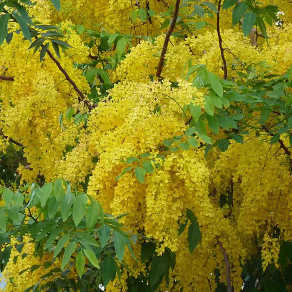 Semillas de árbol lluvia de oro (Cassia fistula) - 20 pack