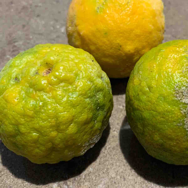 Bitter Orange Tree Seeds (Citrus Aurantium) - Pack with 40 pieces