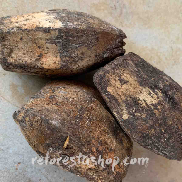 Semillas de Palma de Pantano (Acoelorrhaphe wrightii) - 10 pack