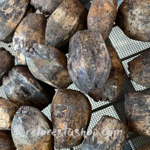 Semillas de Palma de Pantano (Acoelorrhaphe wrightii) - 10 pack