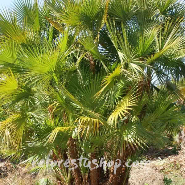 Semillas de Palma de Pantano (Acoelorrhaphe wrightii) - 10 pack