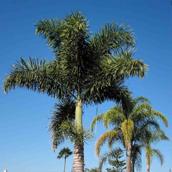 Fox Palm Seeds (Wodyetia bifurcata) - 3 pcs.