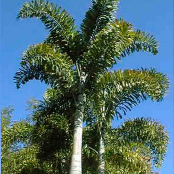 Fox Palm Seeds (Wodyetia bifurcata) - 3 pcs.