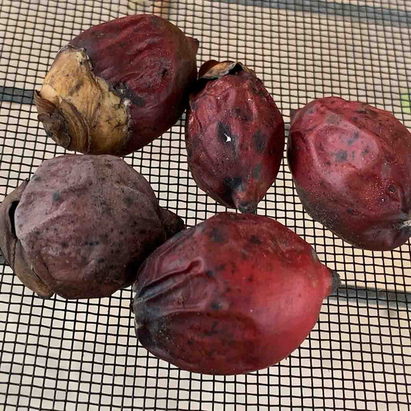 Kerpis or Manila Palm Seed (Adonidia merrillii) - 10 pack
