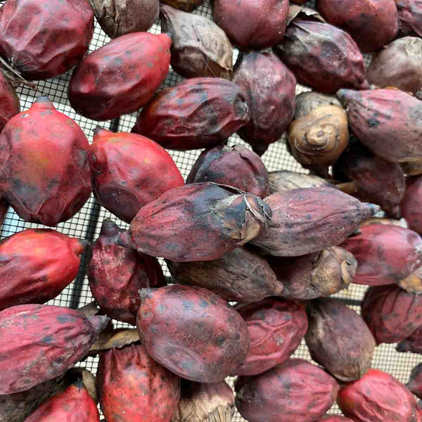 Kerpis or Manila Palm Seed (Adonidia merrillii) - 10 pack