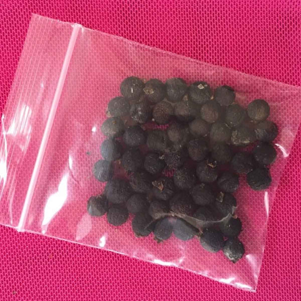 Oak seeds (Ehretia tinifolia L.) - 40 pieces
