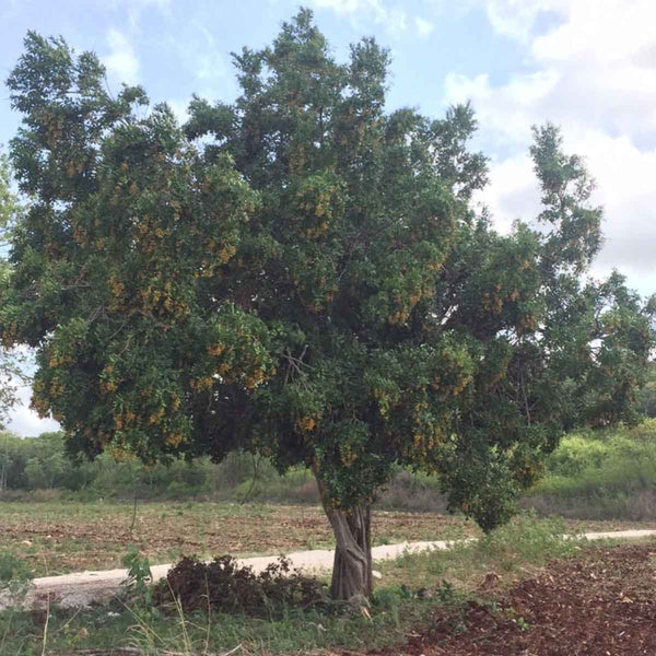 Semillas de Roble ( Ehretia tinifolia L.) - 40 piezas