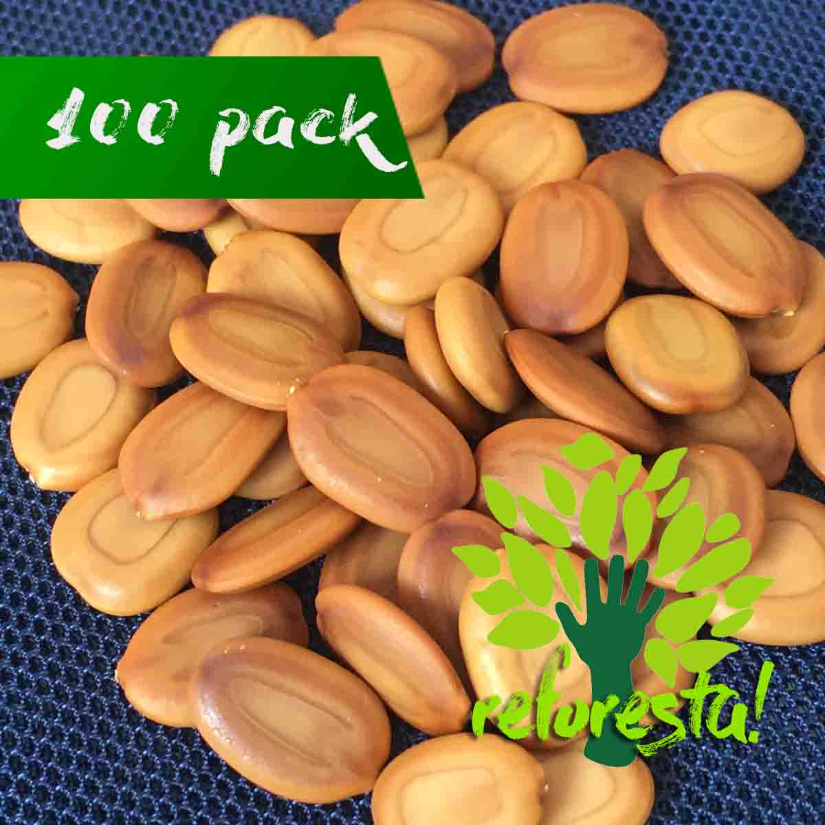 Acacia Seeds (Vachellia Cornigera) - 100 pieces pack