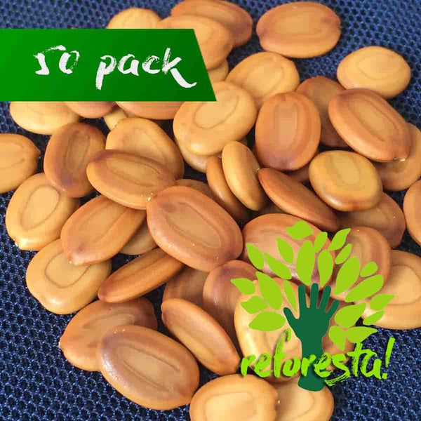 Acacia Seeds (Vachellia Cornigera - 50 pieces pack