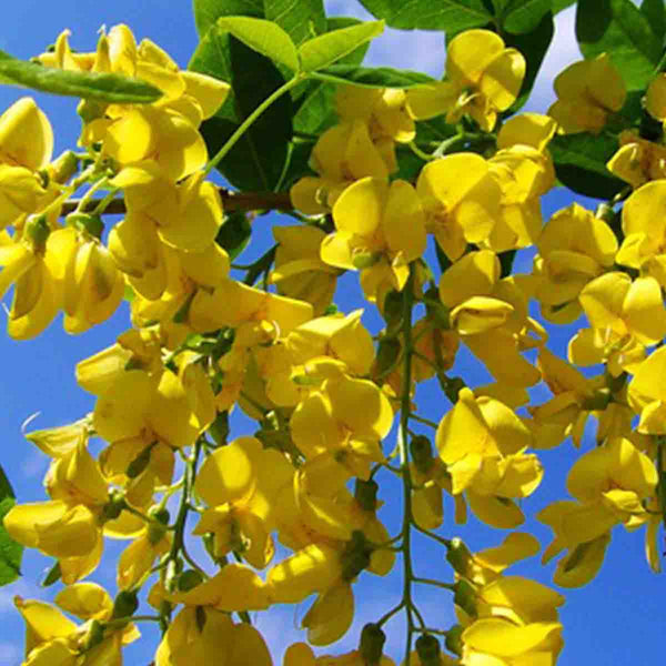 Semillas de Acacia (Vachellia Cornigera) - 100 piezas