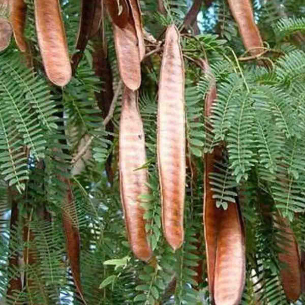 Semillas de Acacia (Vachellia Cornigera) - 100 piezas