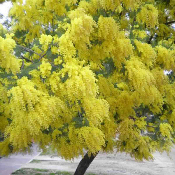 Semillas de Acacia (Vachellia Cornigera) - 100 piezas