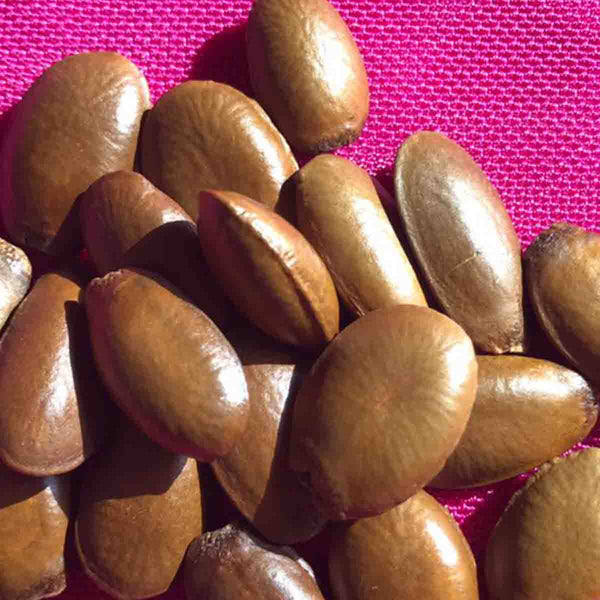 Semilla de Guanábana (Annona muricata) - paquete con 100 piezas