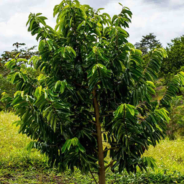 Soursop seed (Annona muricata) - package with 10 pieces