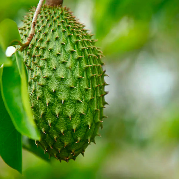 Semilla de Guanábana (Annona muricata) - paquete 1 libra