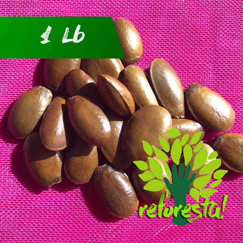 Semilla de Guanábana (Annona muricata) - paquete 1 libra