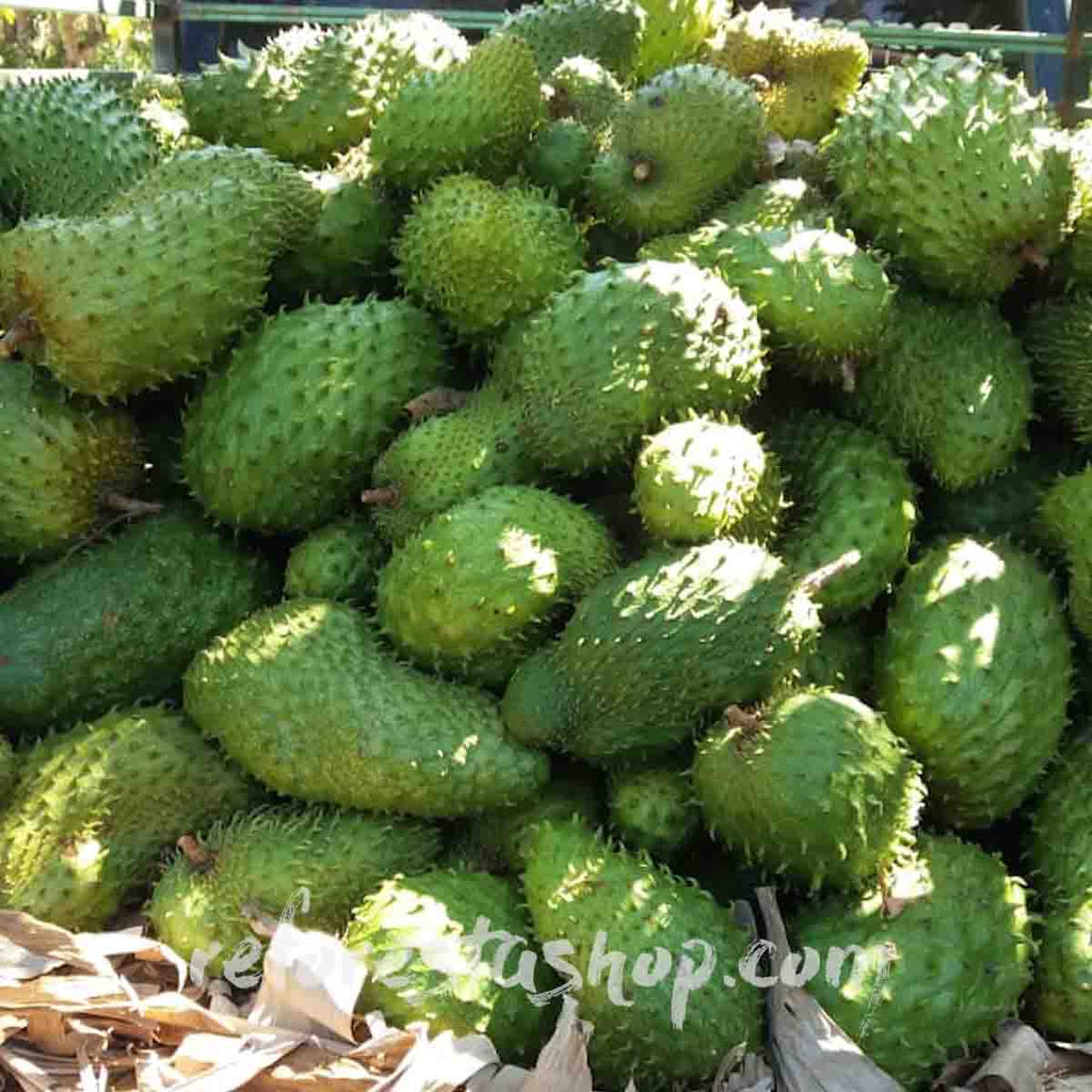 サワーソップ 種子x100[熱帯果樹]Annona muricata
