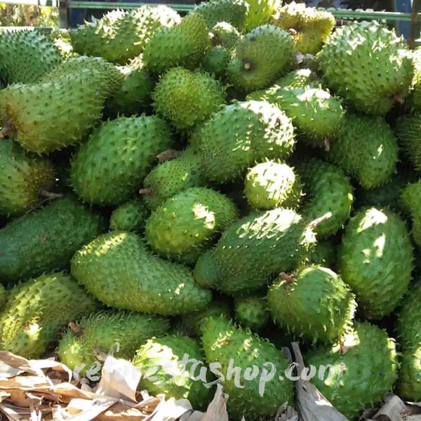 Semilla de Guanábana (Annona muricata) - paquete con 10 piezas