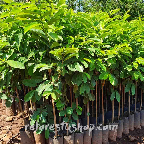Soursop seed (Annona muricata) - package with 10 pieces