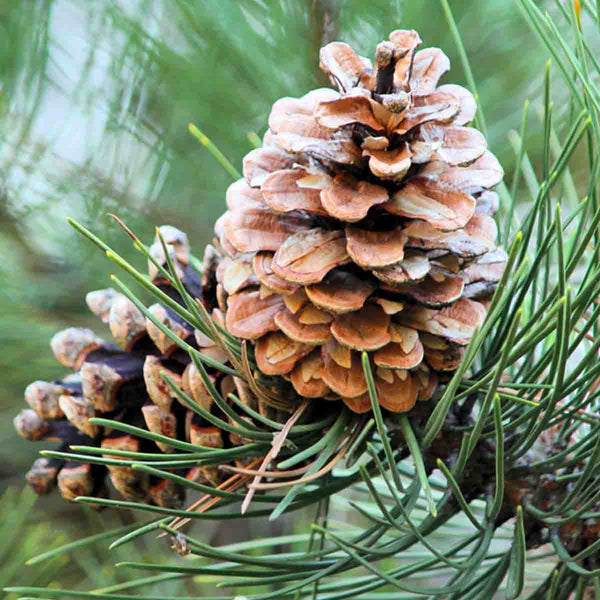 Ocote - Pino Montezuma (Pinus montezumae) - 50 piezas