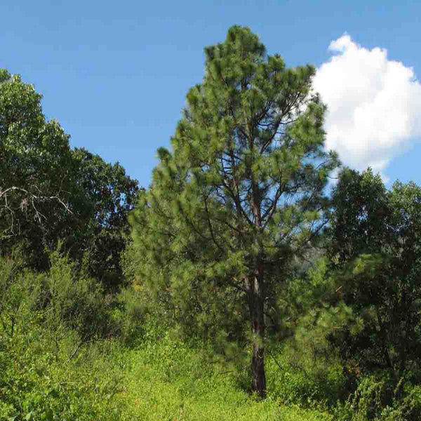 Ocote - Pino Montezuma (Pinus montezumae) - 50 piezas