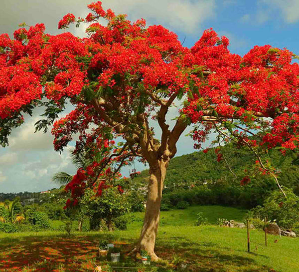 Flamboyán de Madagascar (Delonix regia) - 1 libra (20 mil semillas)