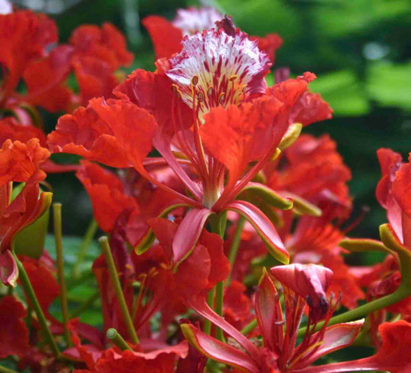 Flamboyán de Madagascar (Delonix regia) - 1 libra (20 mil semillas)